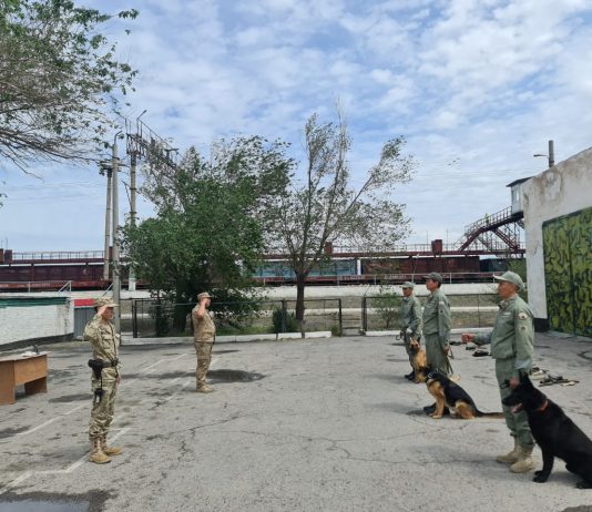 Иісшіл иттер сынға түсті