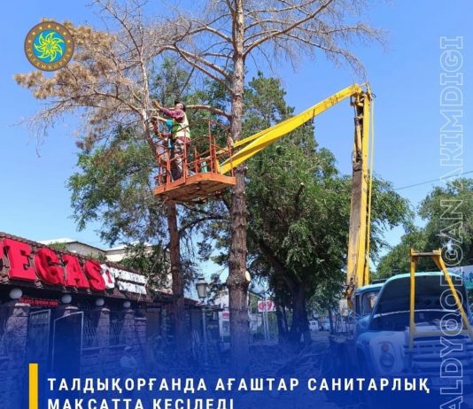 Талдықорғанда ағаштар санитарлық мақсатта кесіледі