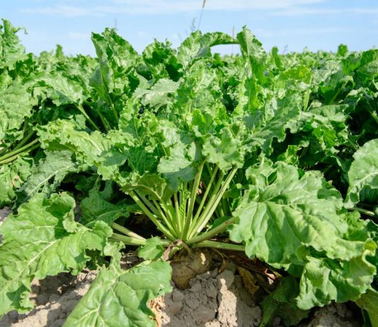 Жетісулық шаруа 275 гектарда қант қызылшасын тамшылатып суару арқылы өсіріп отыр