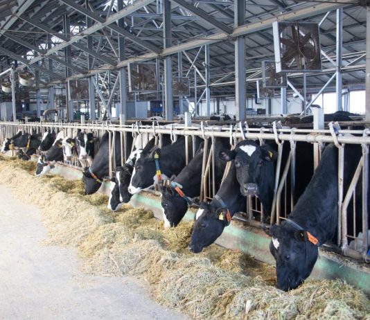 Жетісуда төрт түліктің саны 2,5 млн. басқа жетті