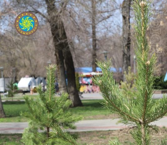 Талдықорғанда ағаш отырғызу жалғасуда: Тағы 210 көшет отырғызылды