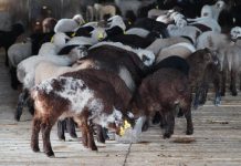 Ақмола облысында ірі мал шаруашылығы жобалары іске асырылуда