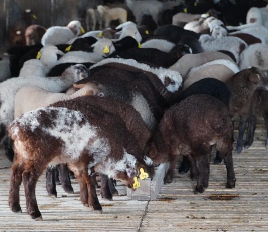 Ақмола облысында ірі мал шаруашылығы жобалары іске асырылуда