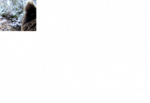 Тянь-Шань қоңыр аюы «Сайрам-Өгем» мемлекеттік ұлттық табиғи паркінің фототұзағына түсіп қалды