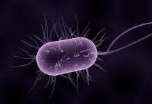 Дифтерия: себептері, диагностикасы және алдын алу