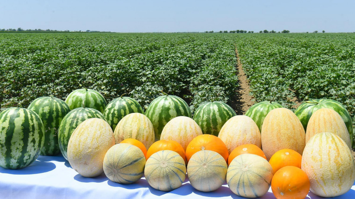 Теңіз жағажайындағы жалаңаш порно