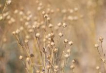 Биыл Жетісуда рапс, зығыр және үрмебұршақ өсіруге ден қойылды