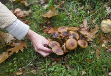 Саңырауқұлақтардан уланудың алдын алу