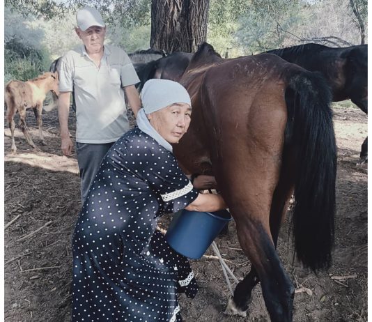 Жылқы баққанға – ырыс, қымыз ішкенге – шипа