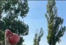 «Ынталы» шекара бөлімшесі – салауатты өмір салтының жақтаушылары