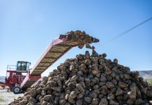 Жетісу облысындағы қант зауыттары бүгінгі күнге 54 мың тонна қант қызылшасын өңдеді