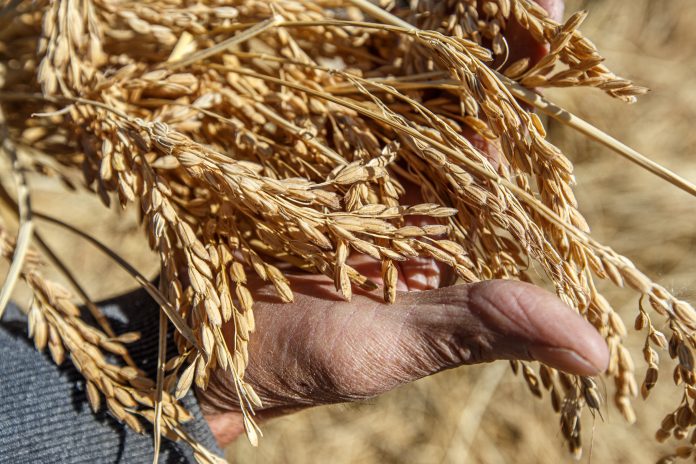 dfff924631ea47c761a120dad0dcf218_original.2849264