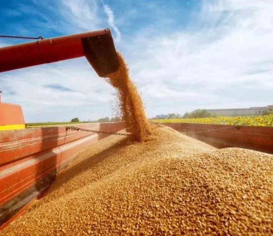 Экспорттық әлеует және жаңа нарықтар: Қазақстан шетелге астық жеткізу көлемін арттырды