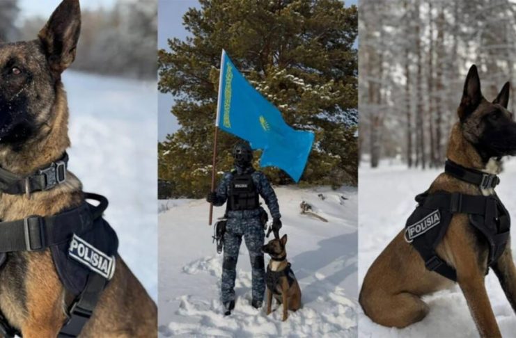 Жетісуда қызметтік иттердің көмегімен 180 қылмыс ашылды