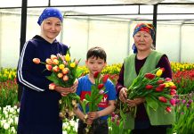 Жетісу облысында 8 наурыз қарсаңында бір отбасы 60 мың қызғалдақ өсірді