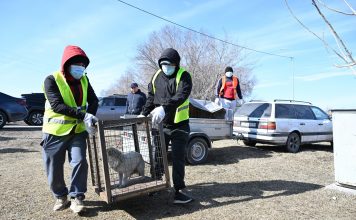 Жетісуда қараусыз жүрген жануарлар мәселесі қалай шешілуде