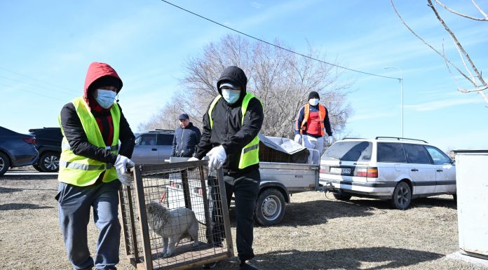 Жетісуда қараусыз жүрген жануарлар мәселесі қалай шешілуде