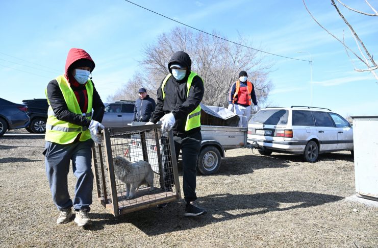 Жетісуда қараусыз жүрген жануарлар мәселесі қалай шешілуде