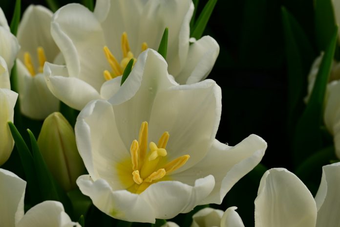 bda6fcef1c88a980723d126f1942d611_original.2663769