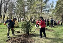 Текелідегі тазалық таңы: Қора өзенінің жағалауына 250 түп ағаш егілді