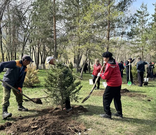 Текелідегі тазалық таңы: Қора өзенінің жағалауына 250 түп ағаш егілді