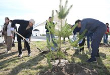 «Таза Қазақстан»: Жетісу облысында жалпыоблыстық сенбілік аясында 8 мың ағаш егілді