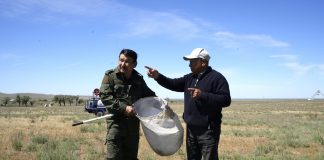 Жетісуда 133 мың гектардан астам жер шегірткеге қарсы өңделеді