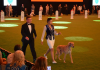 Қазақы тазы Болоньяда өткен World Dog Show 2026 көрмесінде салтанатты түрде таныстырылды