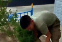 Алакөл ауданында шырша көшеттерін отырғызу іс-шарасы өтті
