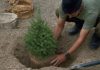Пограничники «Достыка» поддержали инициативу по озеленению