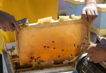 Мёд, апитерапия и туризм: в Жетісу развивают новый формат пчеловодства