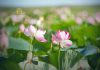Атырау облысында Lotus Fest-2026 фестиваліне екі күнде 40 мыңнан астам адам қатысты