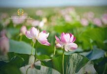 Атырау облысында Lotus Fest-2026 фестиваліне екі күнде 40 мыңнан астам адам қатысты