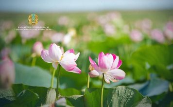 Атырау облысында Lotus Fest-2026 фестиваліне екі күнде 40 мыңнан астам адам қатысты