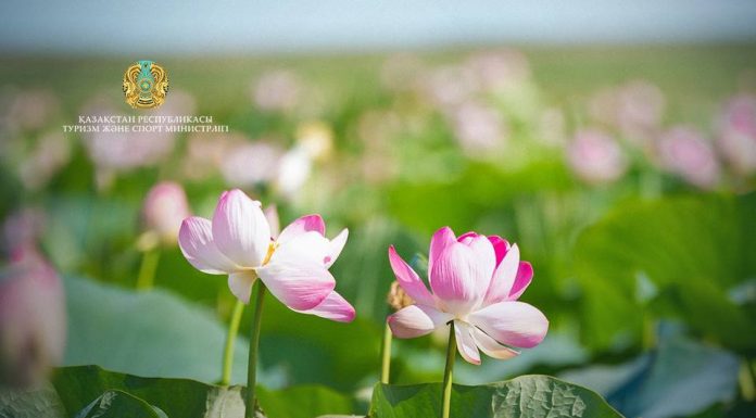 Атырау облысында Lotus Fest-2026 фестиваліне екі күнде 40 мыңнан астам адам қатысты