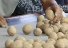 Жетісулық шаруалар чипс өндіруге арналған картоптың алғашқы өнімін алуда