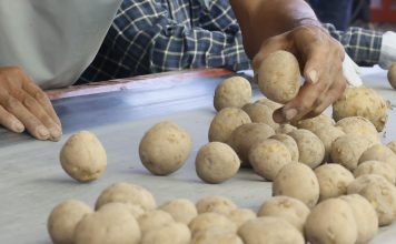 Жетісулық шаруалар чипс өндіруге арналған картоптың алғашқы өнімін алуда
