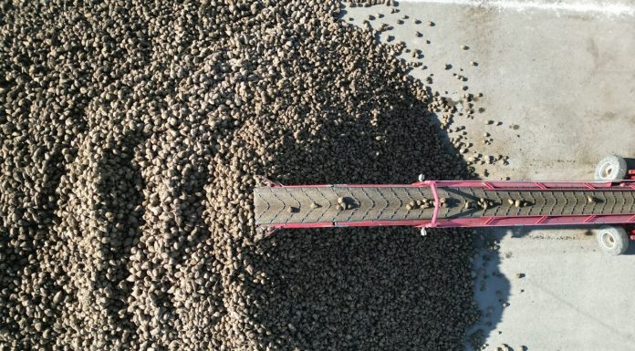 В области Жетісу началась приёмка сахарной свеклы на переработку: сахарные заводы модернизируют и наращивают мощности