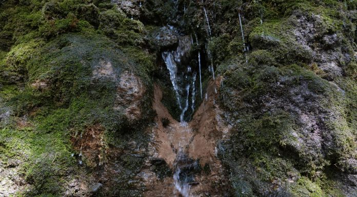 «Таза Қазақстан»: Жетісуда «Жетісудың 7 қазынасы: Тамшыбұлақ» атты экологиялық акция өтті